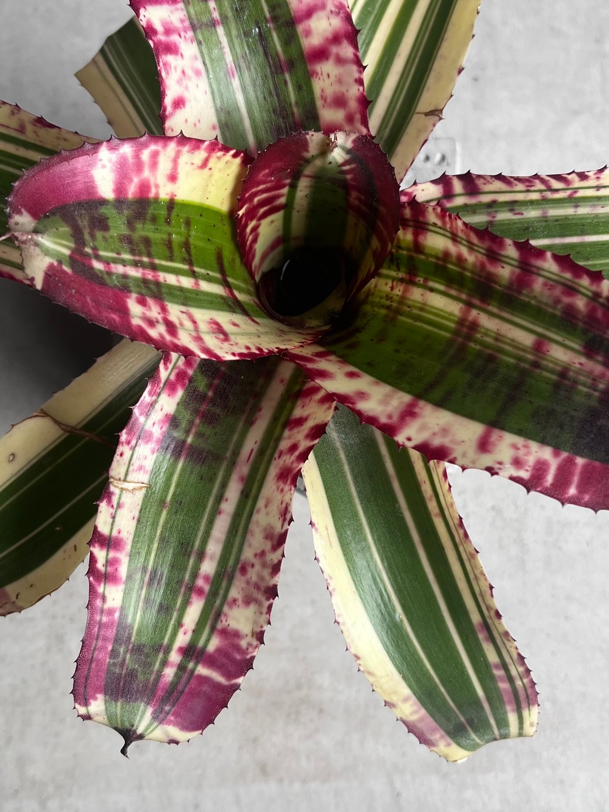 ネオレゲリア スーパーチャージド 「Neoregelia Supercharged