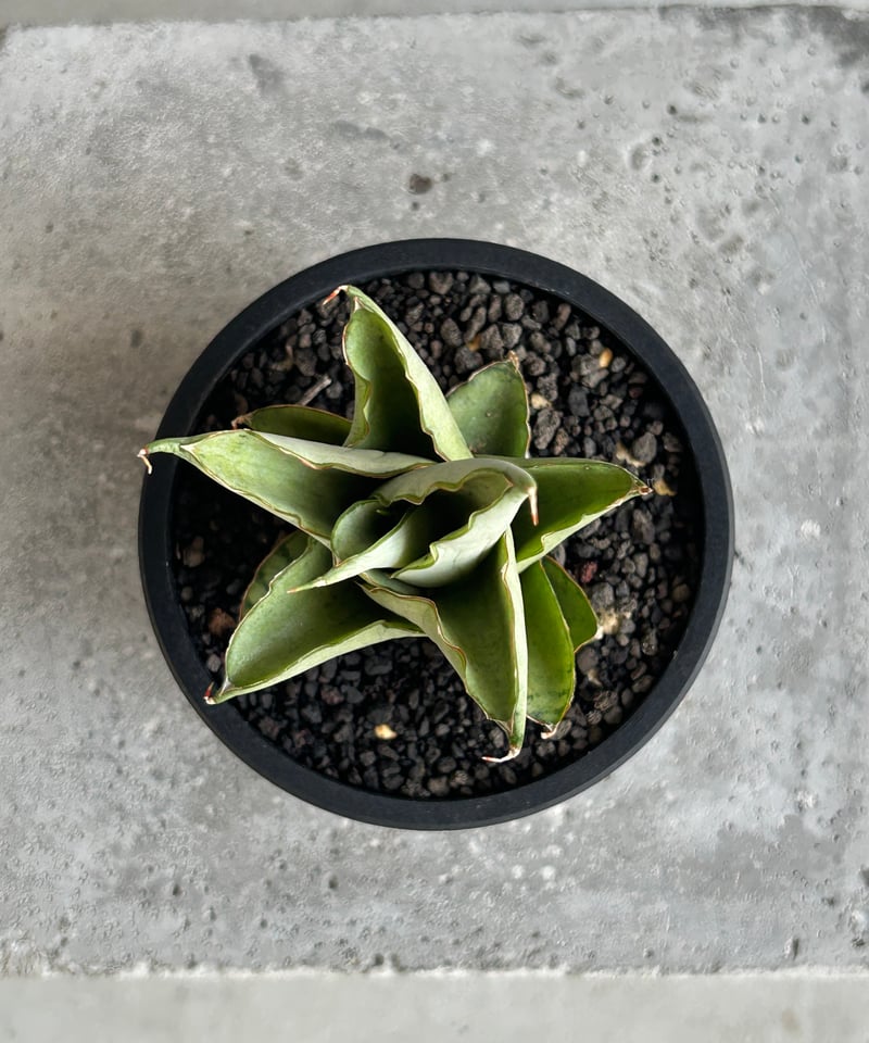 サンセベリア ブア カーオ「 Sansevieria Buakaw(by Unyamanee