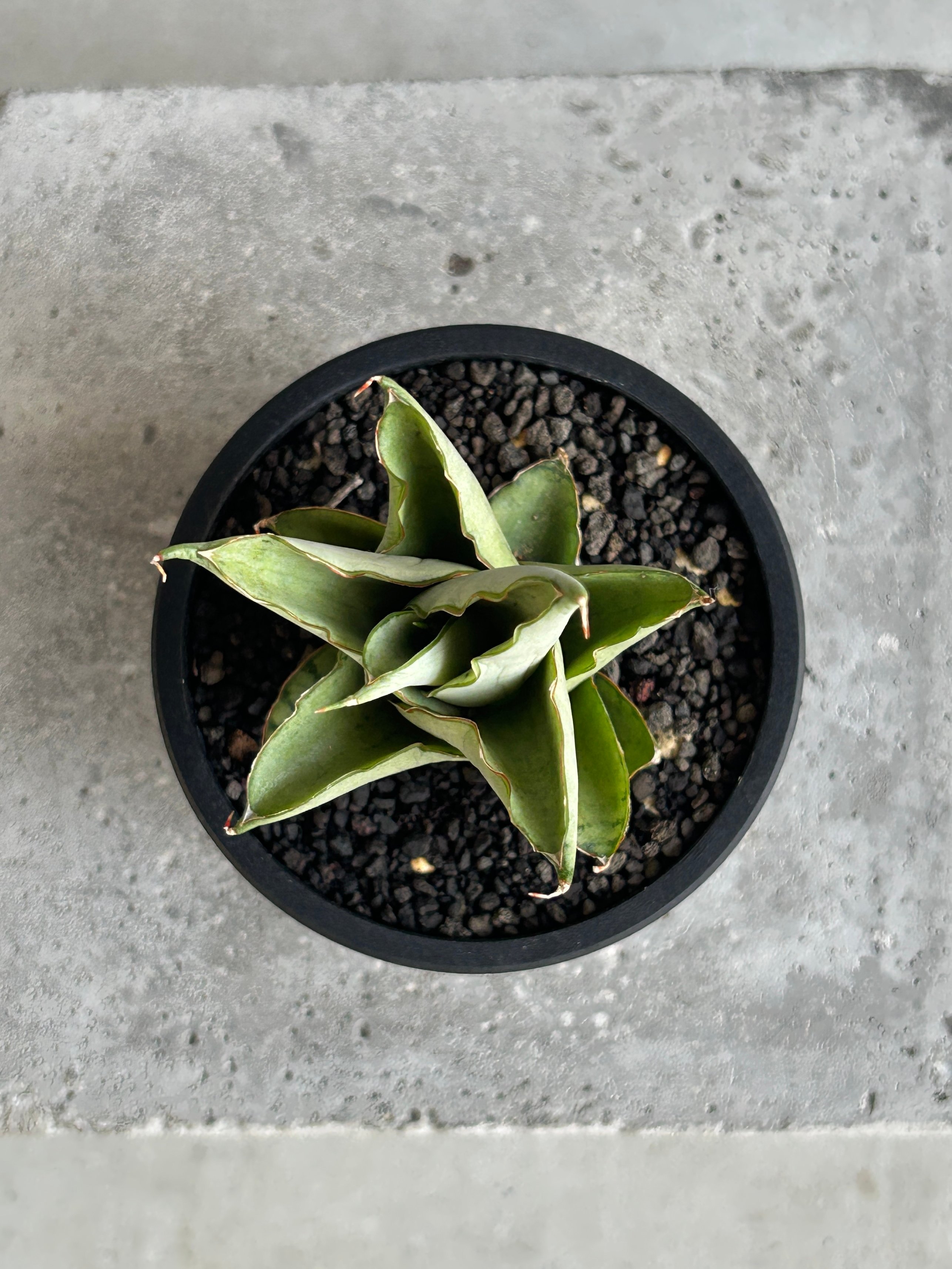 サンセベリア ブア カーオ「 Sansevieria Buakaw(by Unyamanee