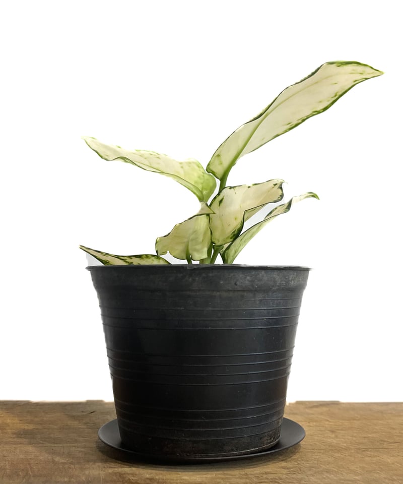 アグラオネマ アンヤマニー ホワイト「Aglaonema Unyamanee