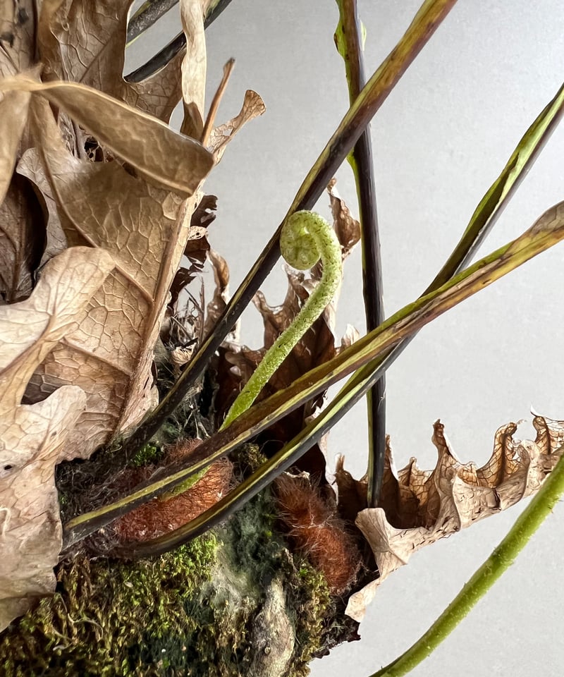 ドリナリア クエルシフォリア '変異種' 「Drynaria quercifolia ドリナリア クエルシフォリア '変異種' 「Drynaria quercifolia
