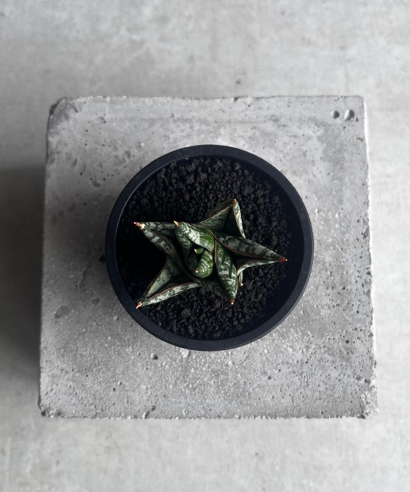 サンセベリア ニラパット(ドワーフ) 「Sansevieria Nilaphat (by Un