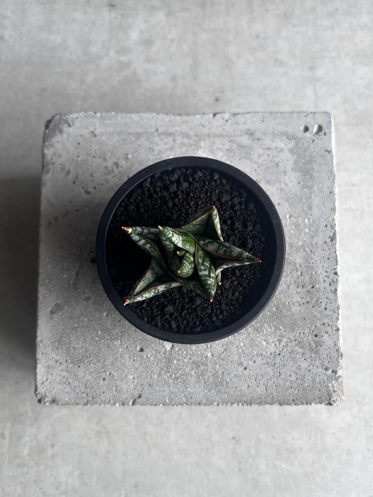 サンセベリア ニラパット(ドワーフ) 「Sansevieria Nilaphat (by Un