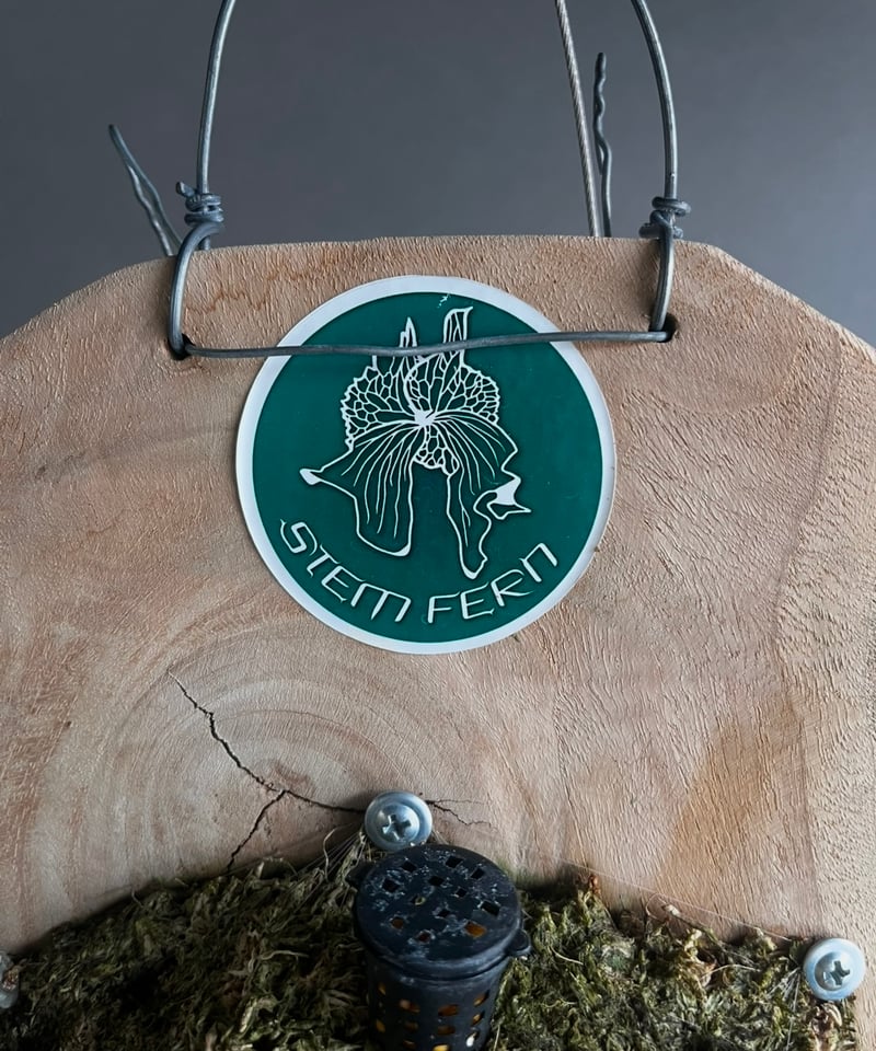 ビカクシダ ポルンガ (子株) by Stem Fern 「Platycerium Poru