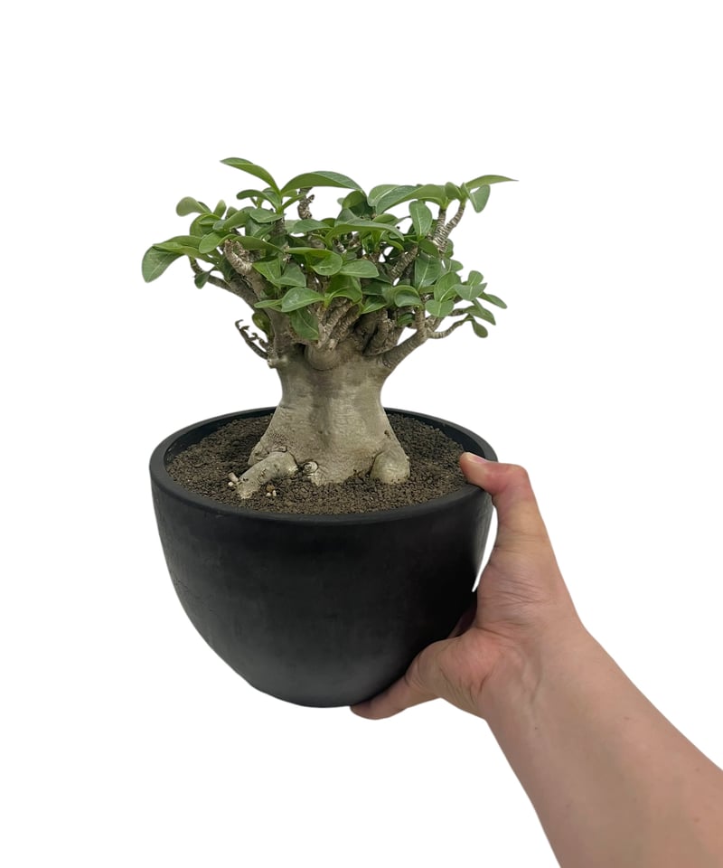 アデニウム アラビカム ドワーフ タイプ “オクトパス” 「Adenium