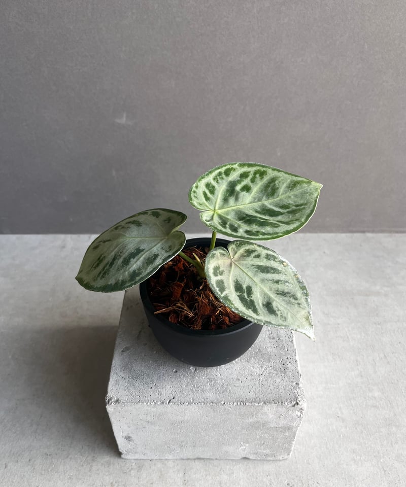 アンスリウム ドラヤキ シルバー 「Anthurium Dorayaki Silver