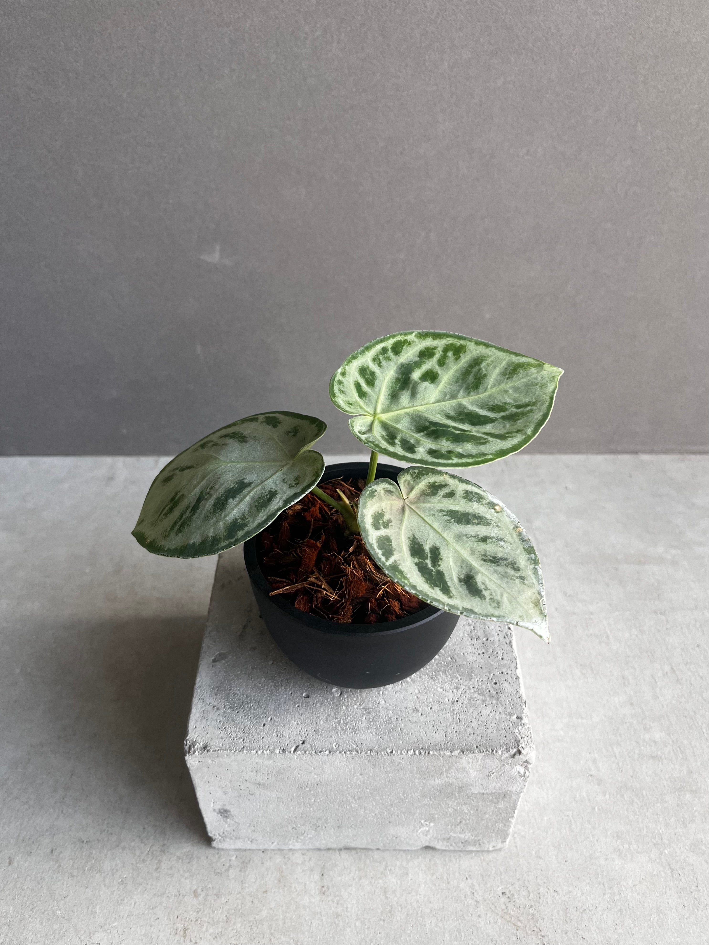 アンスリウム ドラヤキ シルバー 「Anthurium Dorayaki Silver」88Z