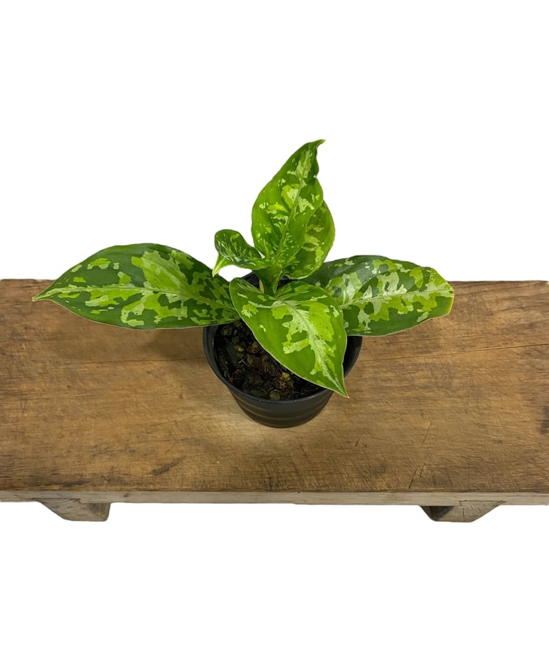 アグラオネマ ピクタム トリカラー「Aglaonema pictum tricolor」10P