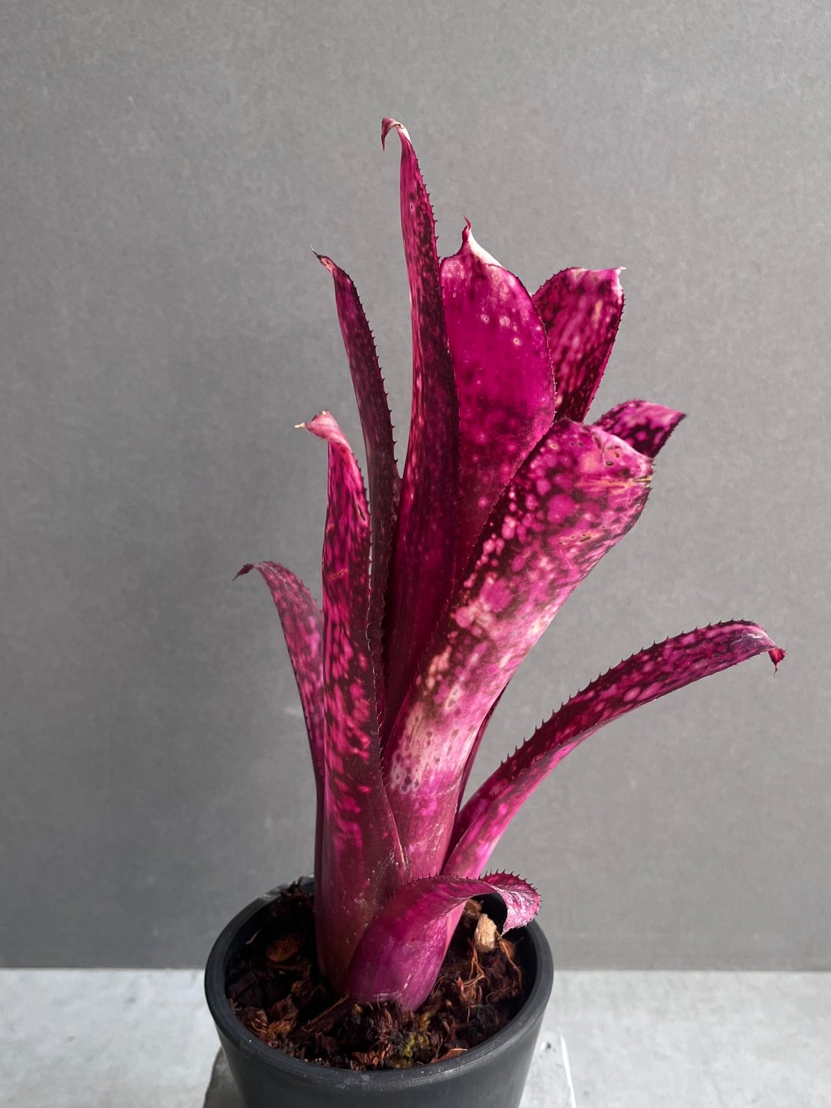 /*様 ブロメリアbillbergia mashmallow sunset ビル ブロメリアbillbergia mashmallow sunset ビルベルギア - メルカリ