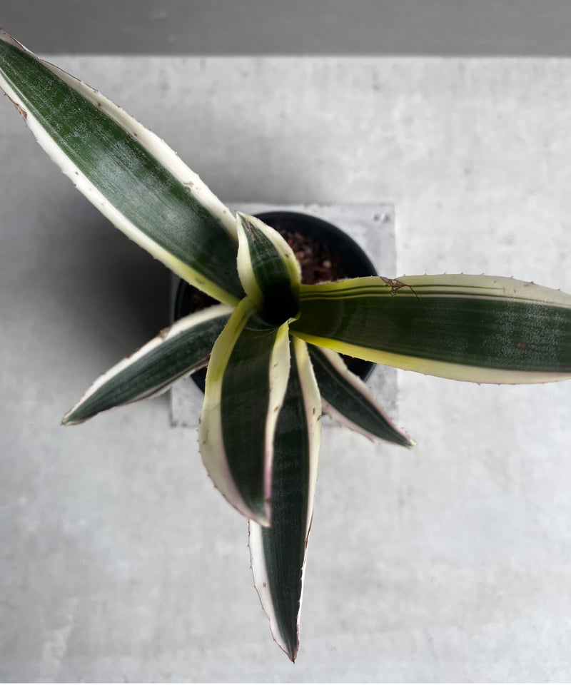 エクメア オットー 「Aechmea Otto」4A | SHOUCHIKUEN