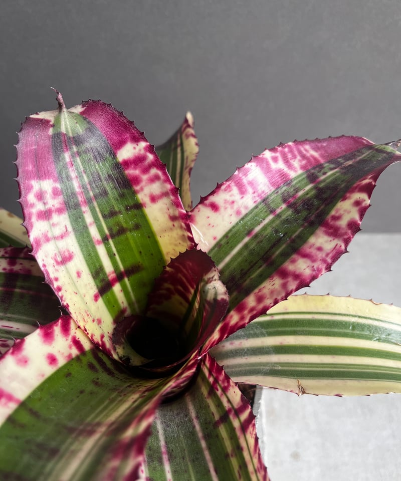 ネオレゲリア スーパーチャージド 「Neoregelia Supercharged」42Z |