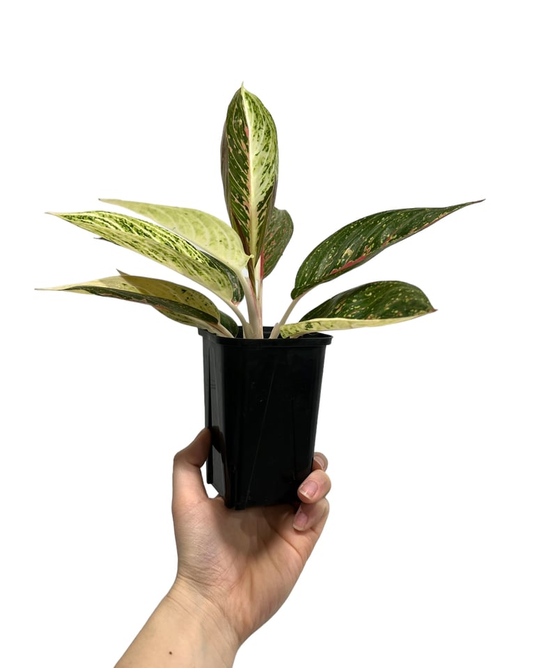 アグラオネマ レガシー “変異種” 「Aglaonema Legacy “Mutation”」