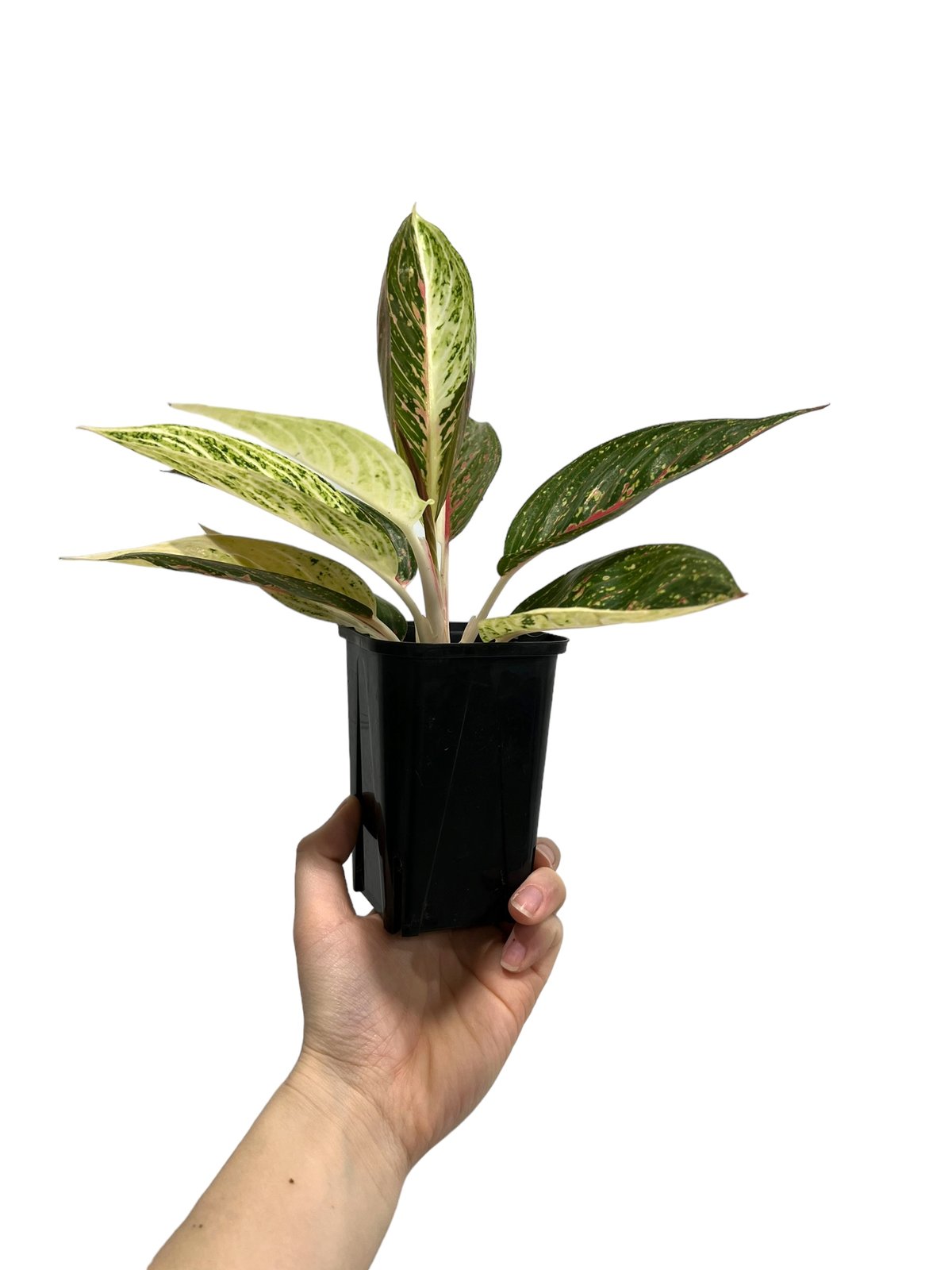 アグラオネマ レガシー “変異種” 「Aglaonema Legacy “Mutation”」
