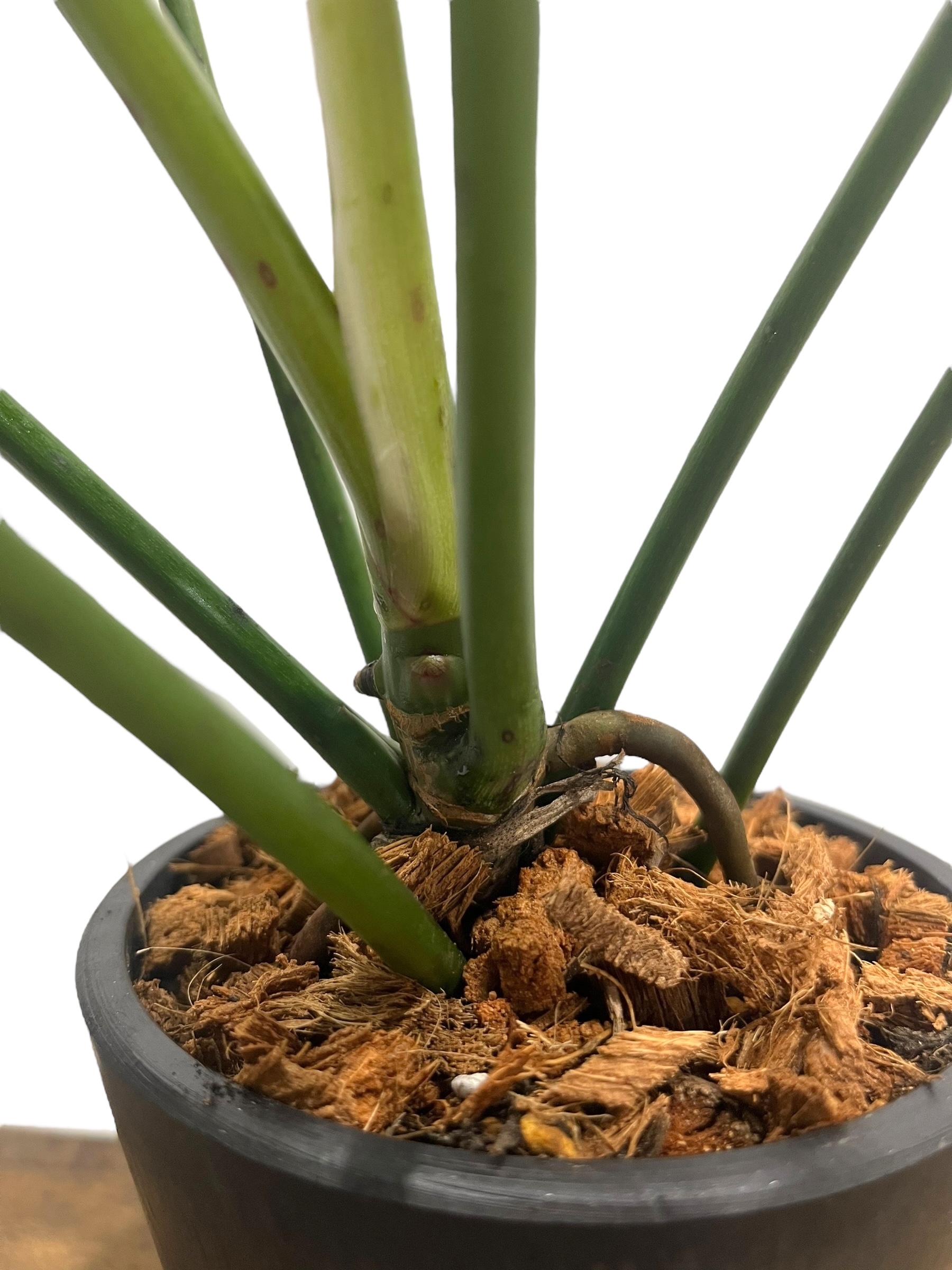 フィロデンドロン ロンギロバトム ‘レラノ ミヤノ’ フィロデンドロン ロンギロバトム 'レラノ ミヤノ' 「Philodendron