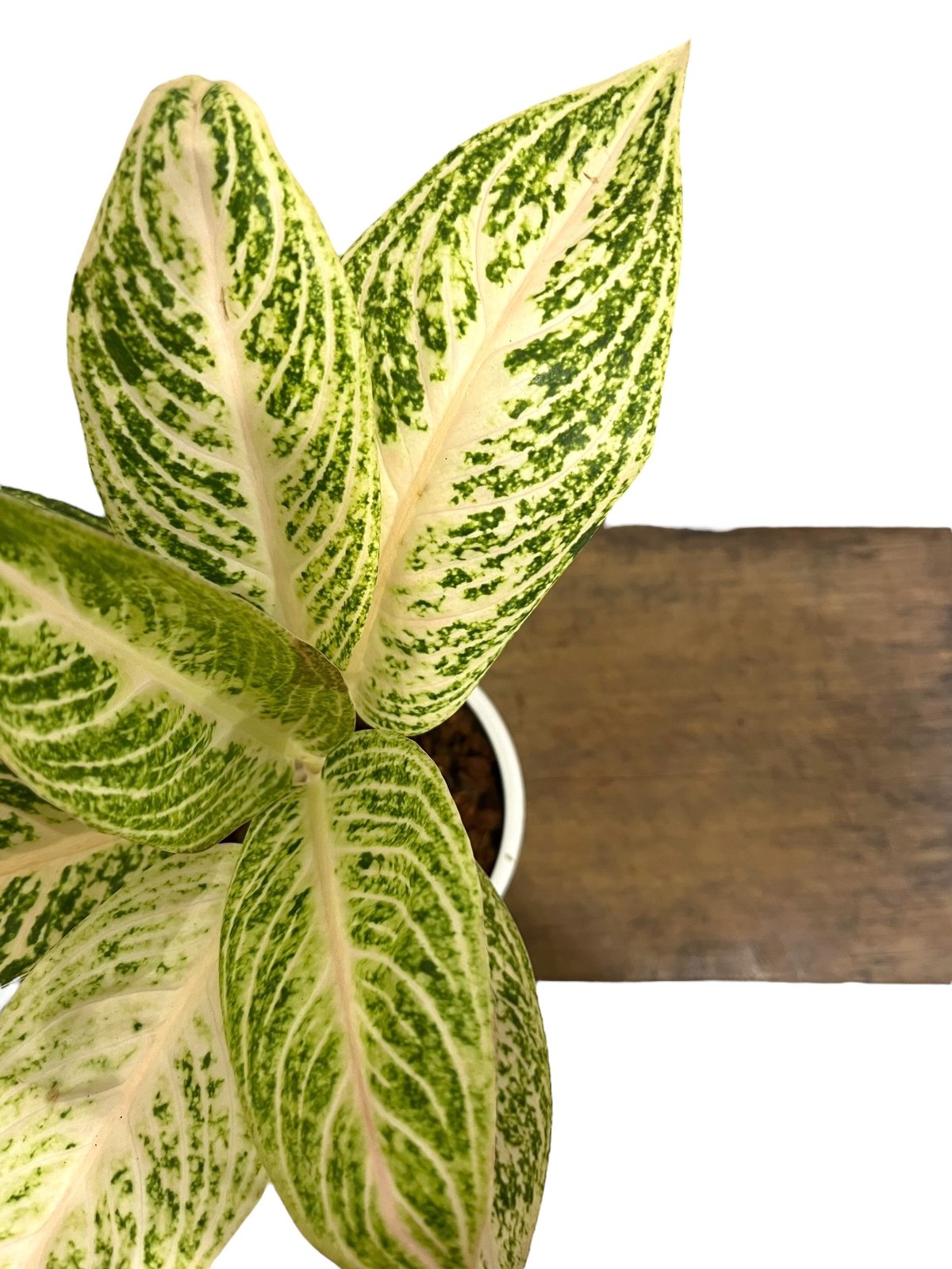 アグラオネマ ホワイト レガシー 「Aglaonema White Legacy」79L | ...