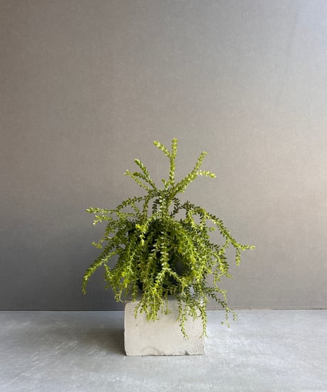 CATEGORY シダ | SHOUCHIKUEN