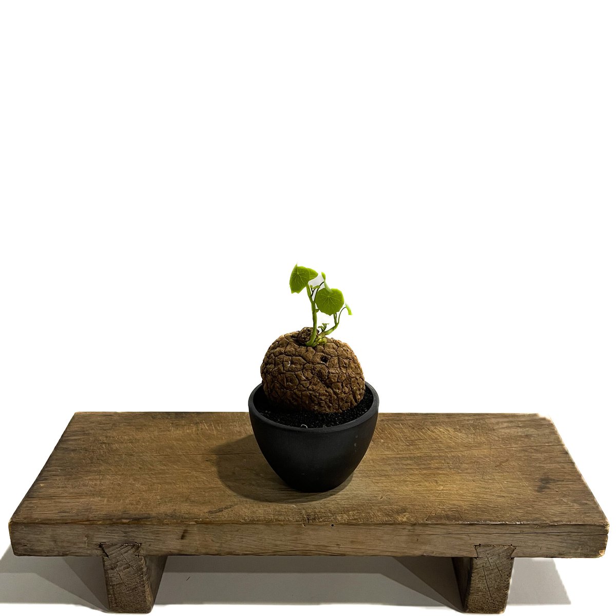 【超大株/塊根植物】ステファニア スベローサ 鉢植え ② ステファニア スベローサ ”選抜個体” 「Stephania suberosa」9/11-4D