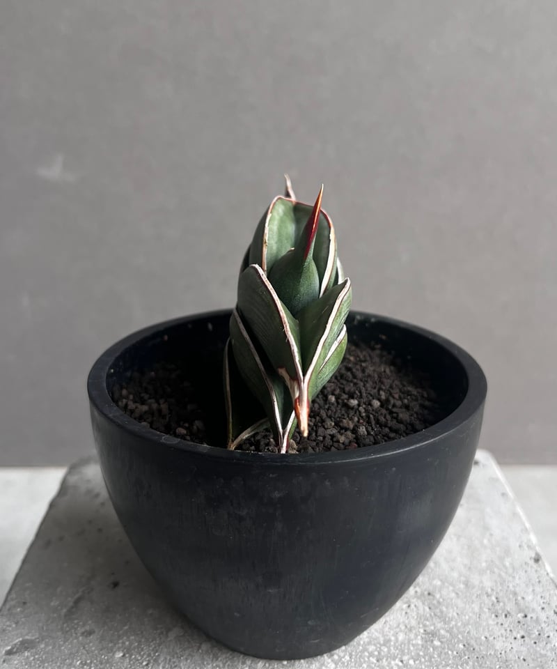 サンスベリアロリダ　美株　作家鉢　雷土raido 観葉植物　サンセベリア　ロリダ サンセベリア ロリダ 「Sansevieria rorida」57A | SHOUCHIKUEN