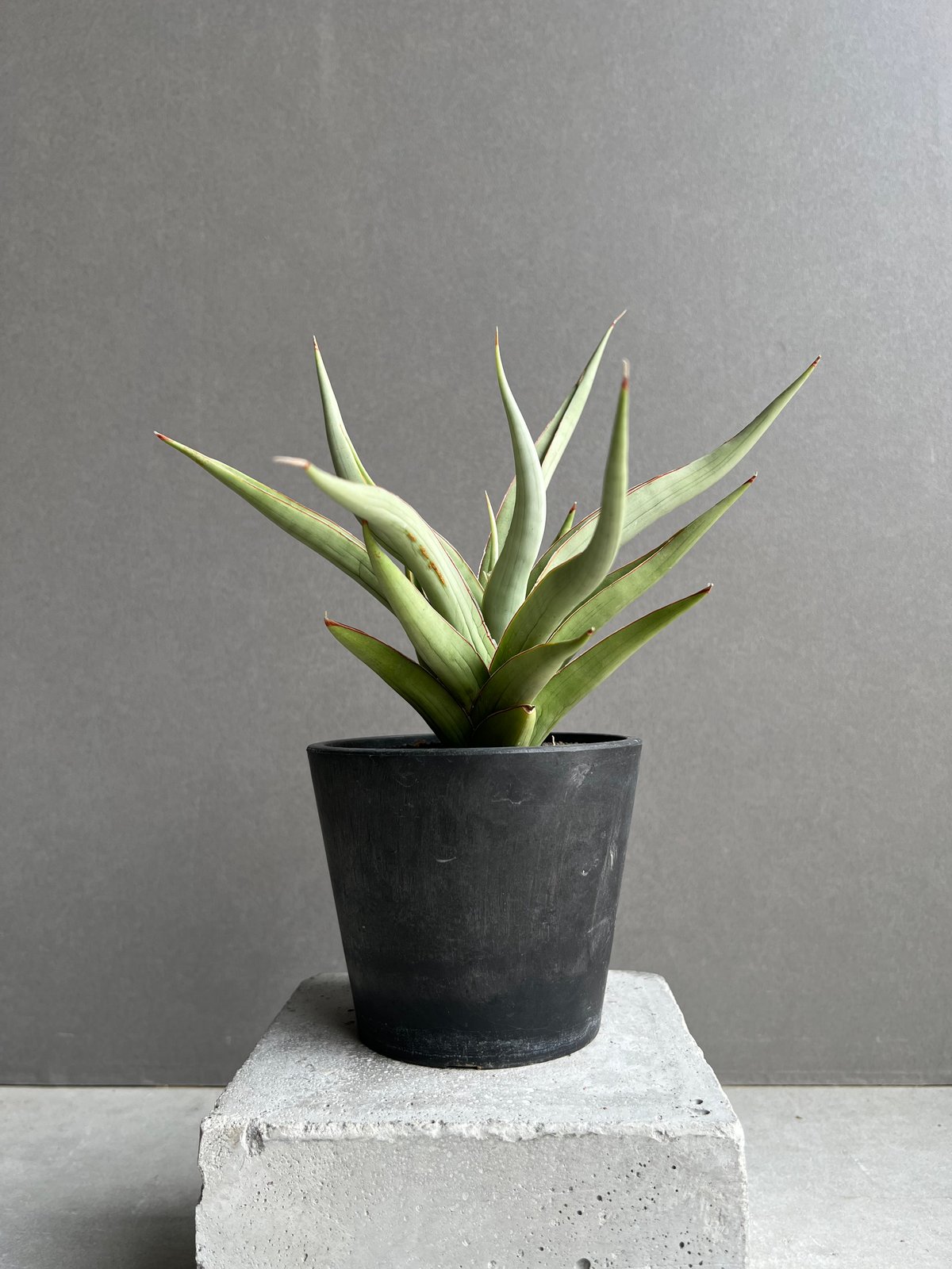 サンセベリア バイ-ビッド 「Sansevieria Bi-Bid (by Unyamanee