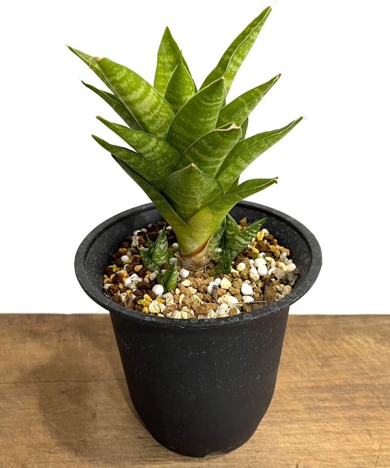 サンセベリア インドネシアン ハイタワー 「Sansevieria Indonesian Hi