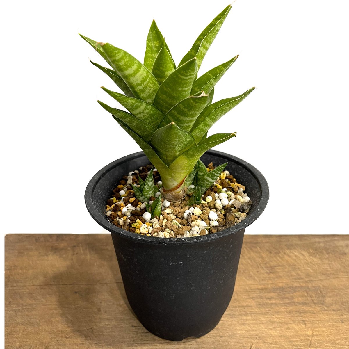 ご*ん様 ③ 【極上SSS級】 サンスベリア　タワー　斑入り　インドネシア輸入株 サンセベリア インドネシアン ハイタワー 「Sansevieria Indonesian Hi