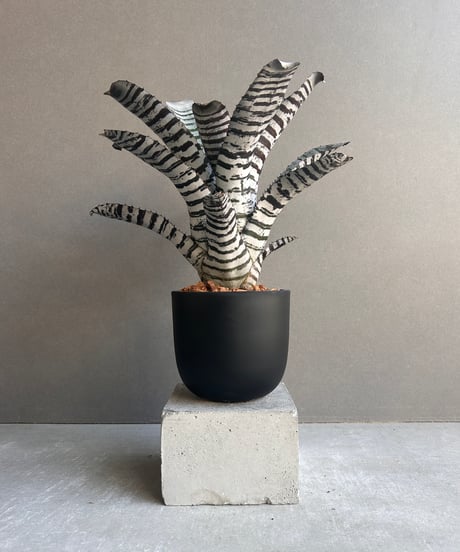 【期間限定】オニサバルヤシ、ロングリーフ 貴重、限定 オニサバルヤシ、ロングリーフ 100葉以上発芽 貴重