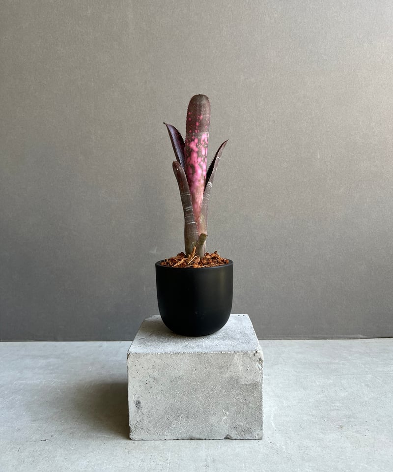 ビルベルギア インセンディアリー デライト 「Billbergia Incendiary De