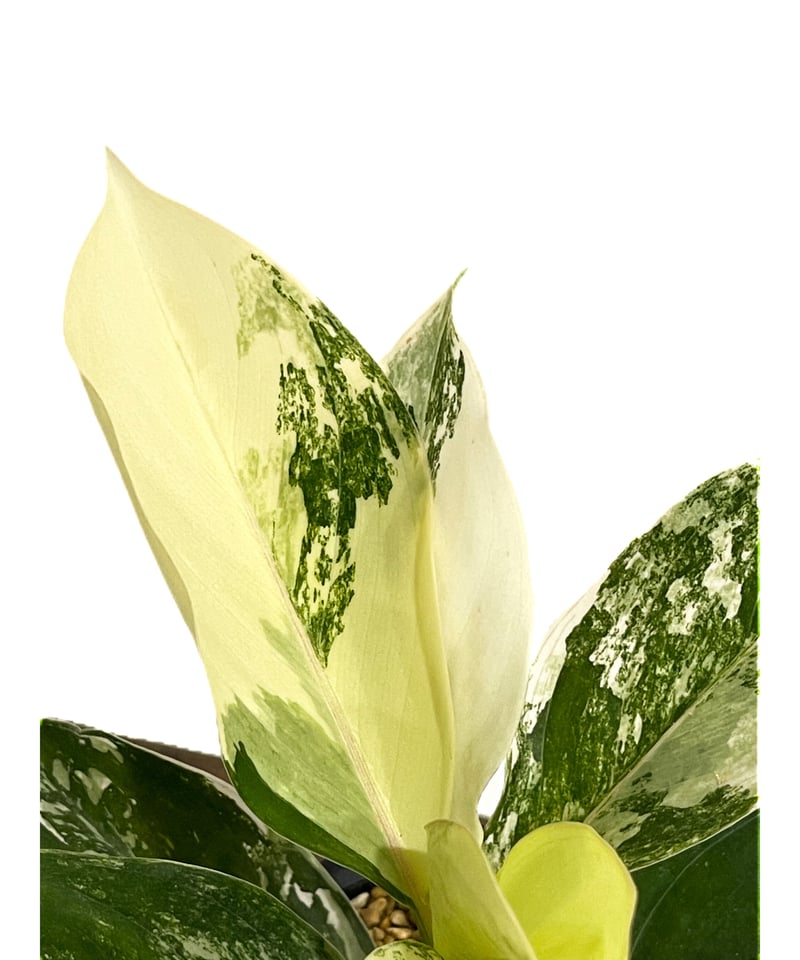 アグラオネマ サイアム ジェイド「Aglaonema Siam Jade」14F-2 | SH