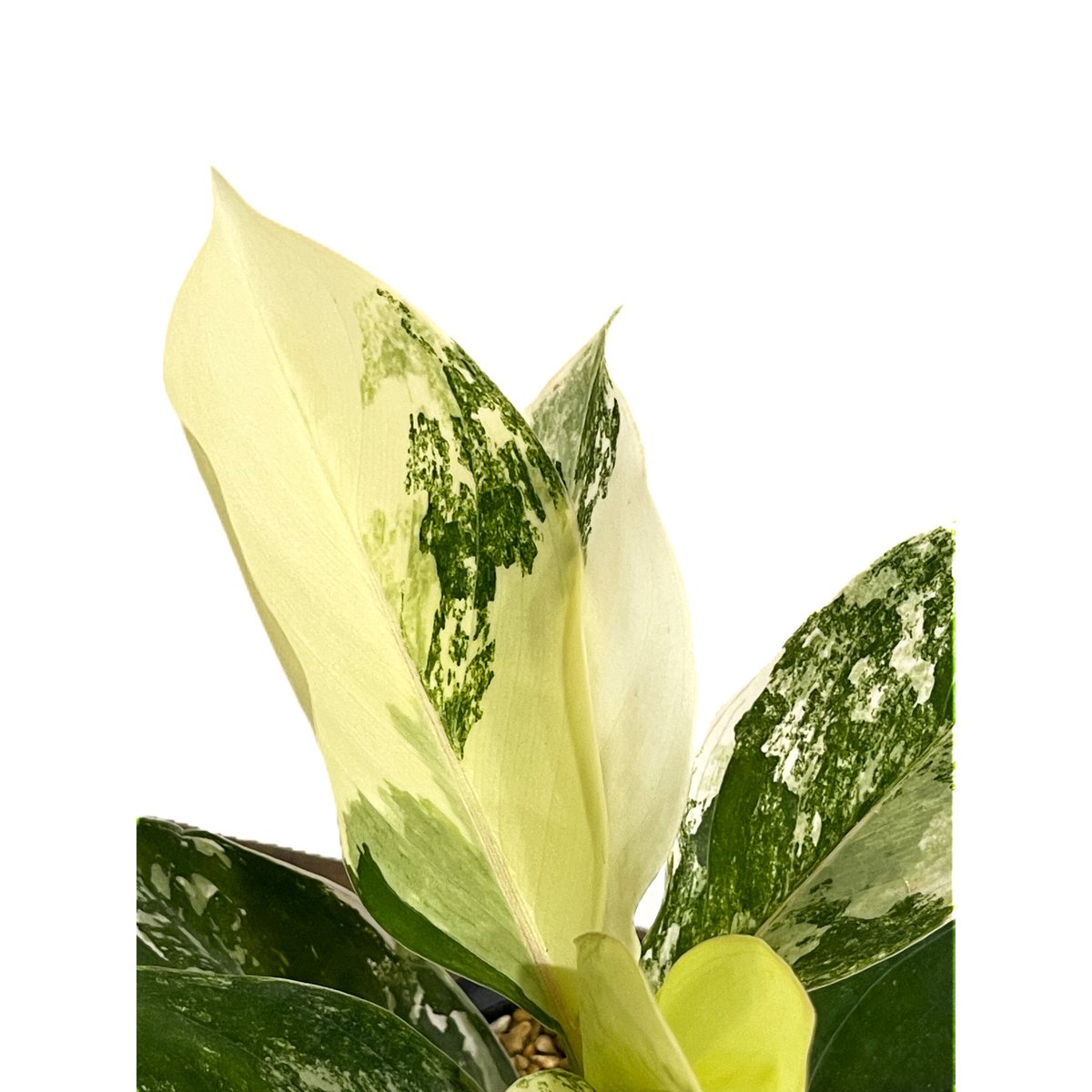 アグラオネマ サイアム ジェイド「Aglaonema Siam Jade」14F-2 | SH