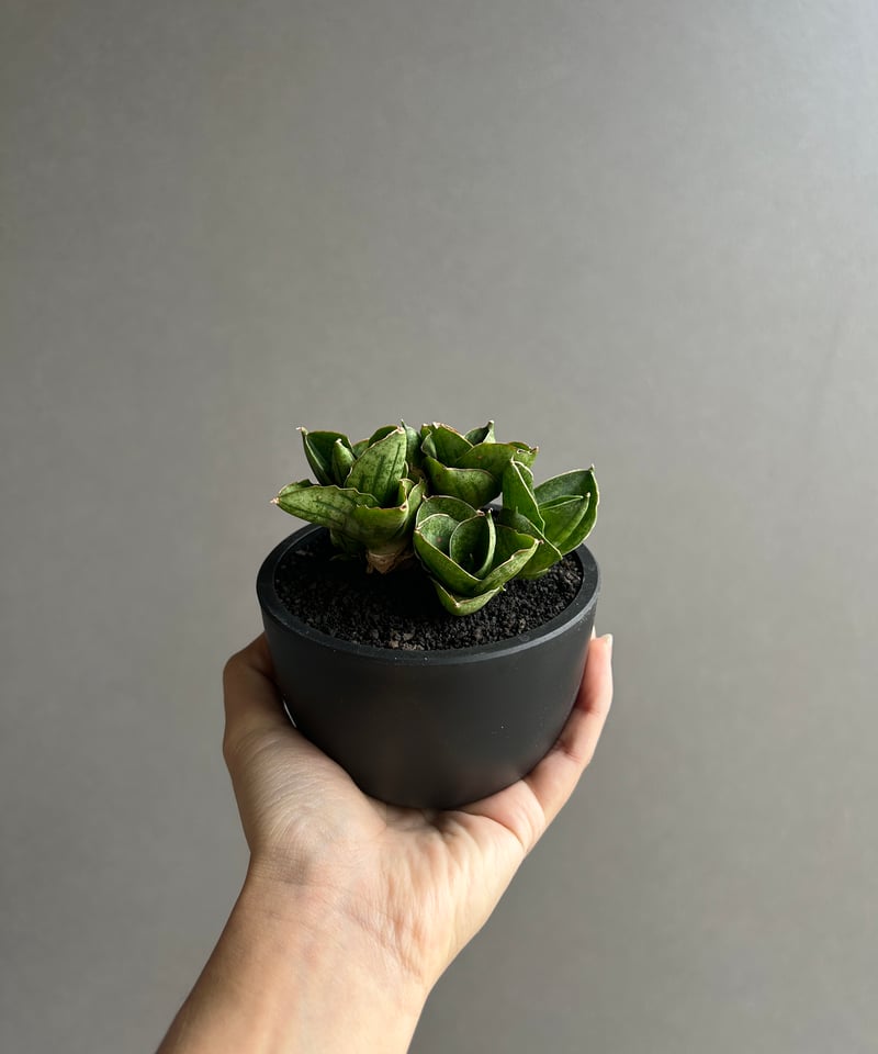 サンスベリア　マフィンガローズブラック サンセベリア ミニ ローズ「Sansevieria Mini Rose (from Unyam