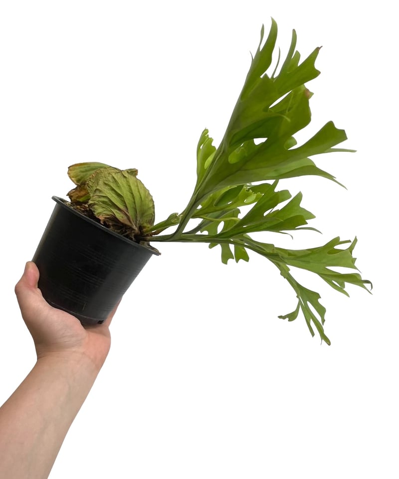 ビカクシダ リドレイ(by ヌクル) 「Platycerium ridleyi (by Nuk