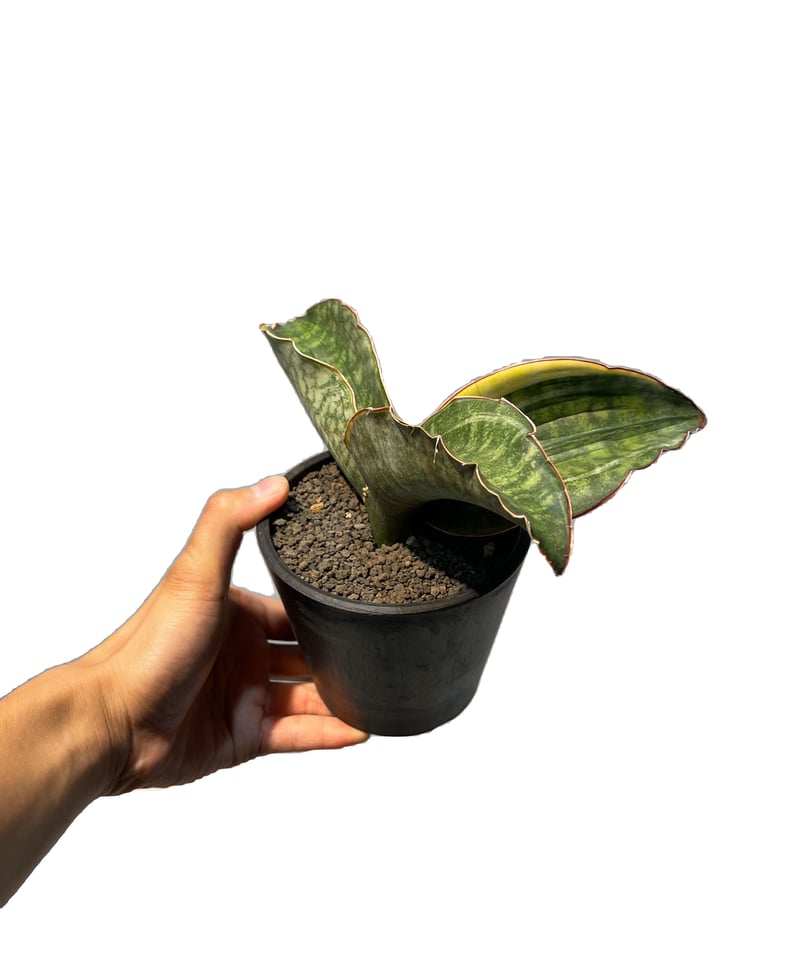 サンセベリア ES.849 斑入「Sansevieria ES. 849 var.」 8/8