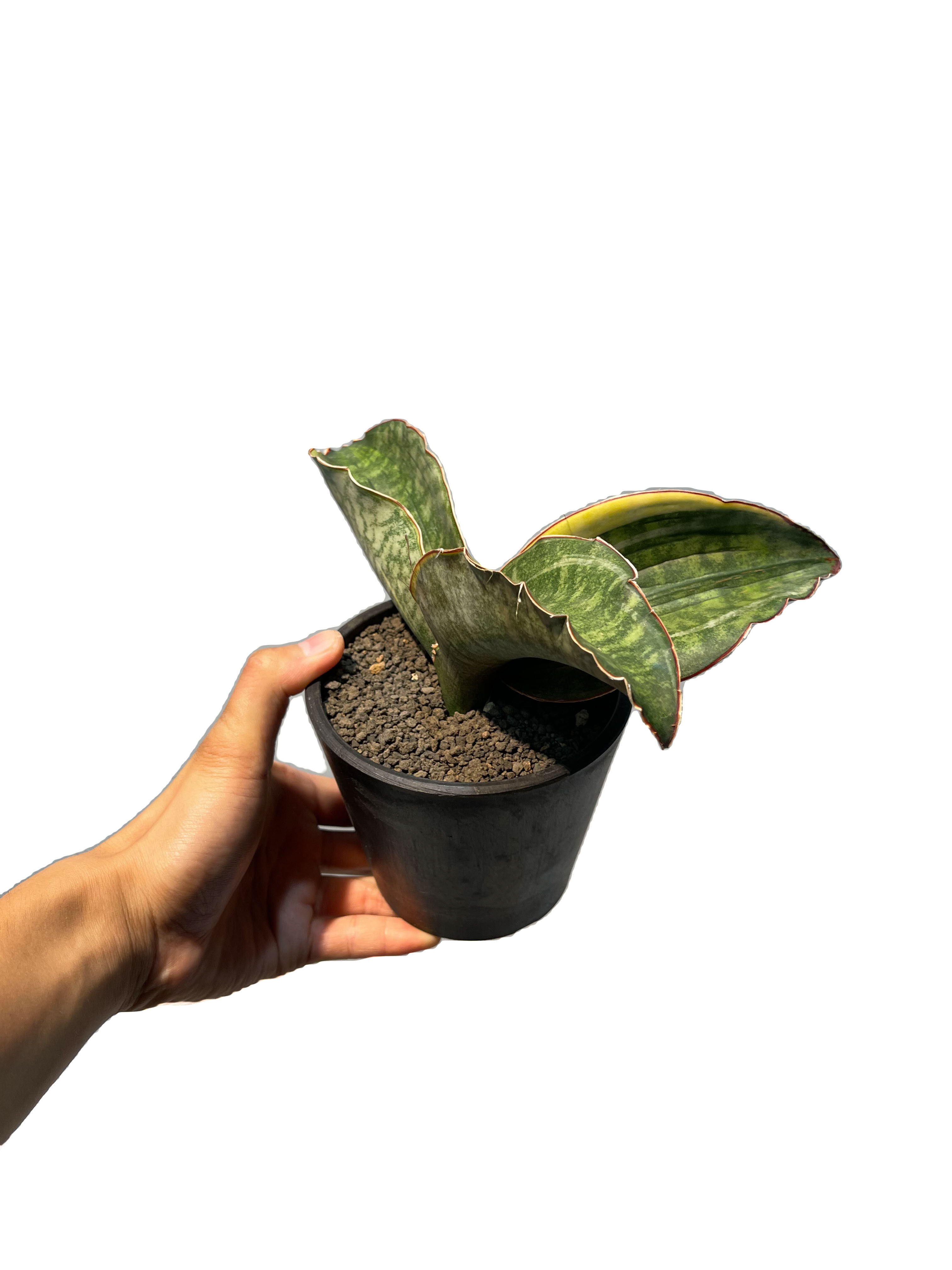 サンセベリア ES.849 斑入「Sansevieria ES. 849 var.」 8/8