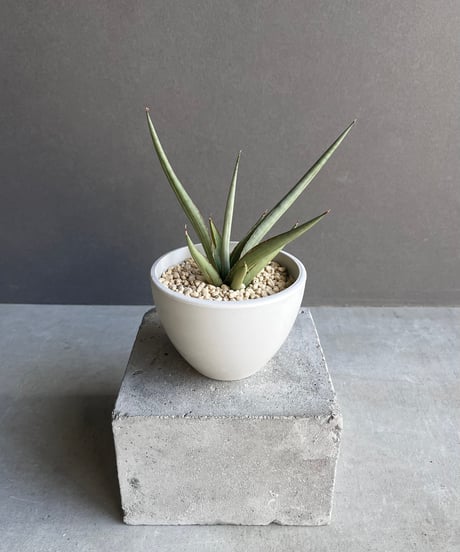 サンスベリア　No Name ダンシングドラゴン　最新　ハイブリッド サンスベリア No Name ダンシングドラゴン 最新 ハイブリッド