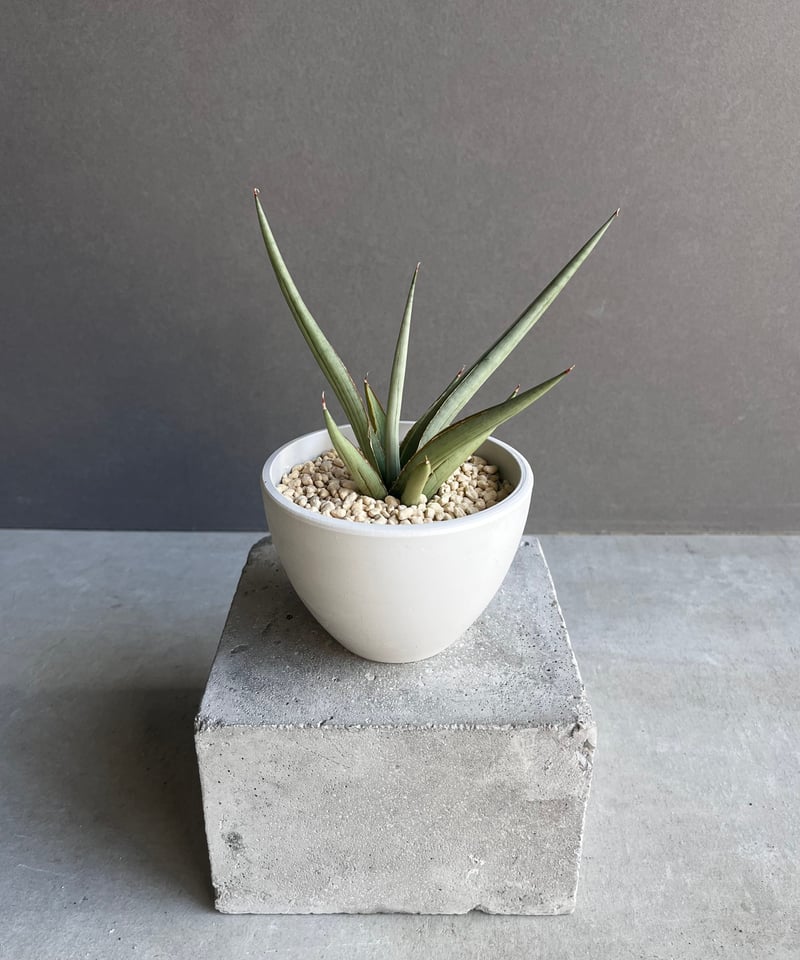 サンセベリア ダンシング ドラゴン 「Sansevieria Dancing Dragon