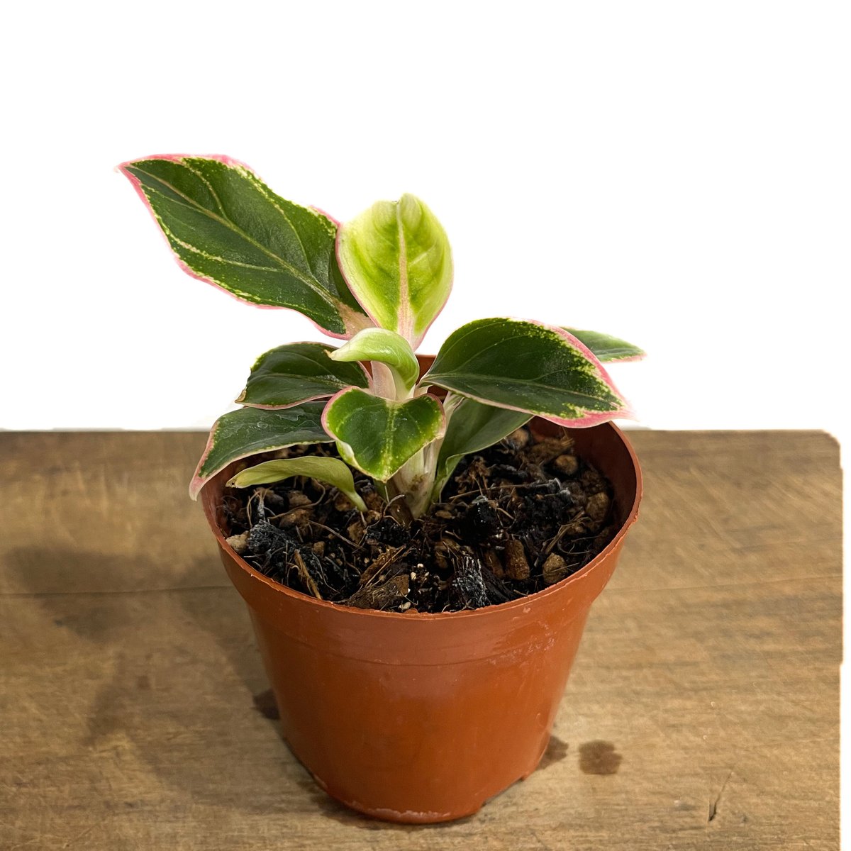 アグラオネマ ロータス デライト「Aglaonema Lotus Delight」5 アグラオネマ ロータス デライト「Aglaonema Lotus Delight」5