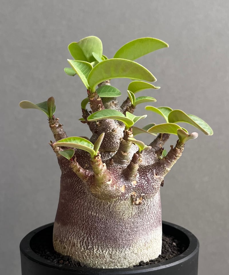 アデニウム アラビカム スーパー ドワーフ “ブラック” 「Adenium