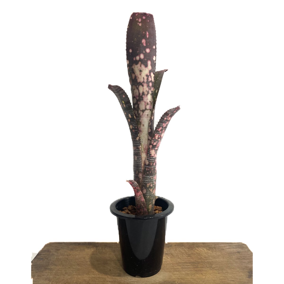 ビルベルギア コラン ノックアウト「Billbergia Kolan Knockout