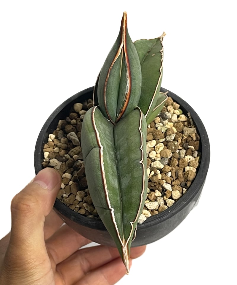 サンセベリア エーレンベルギー バナナ 「Sansevieria サンセベリア エーレンベルギー バナナ 「Sansevieria