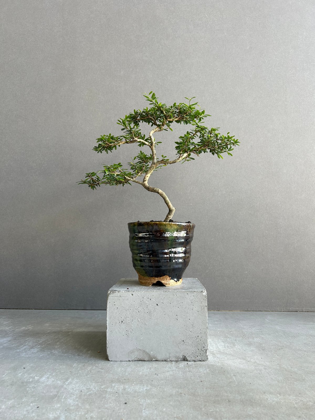 三河盆栽459 盆栽　盆栽鉢　植木鉢　和鉢　俊豪 三河盆栽様専用459 盆栽 盆栽鉢 植木鉢 和鉢 俊豪