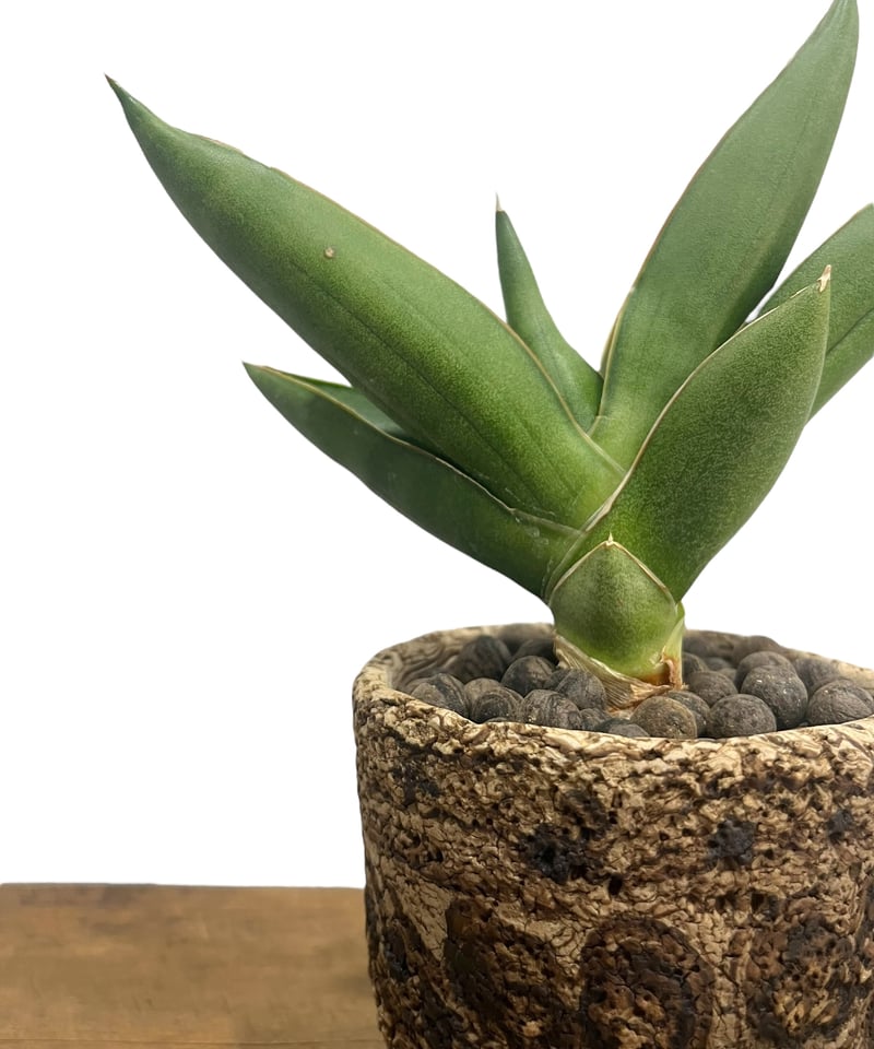 サンセベリア オペラ ハウス + plantsmonsters pot 「Sansevieri