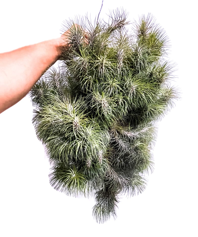 ティランジア フンキアナ レクルビフォリア 「Tillandsia funckiana var