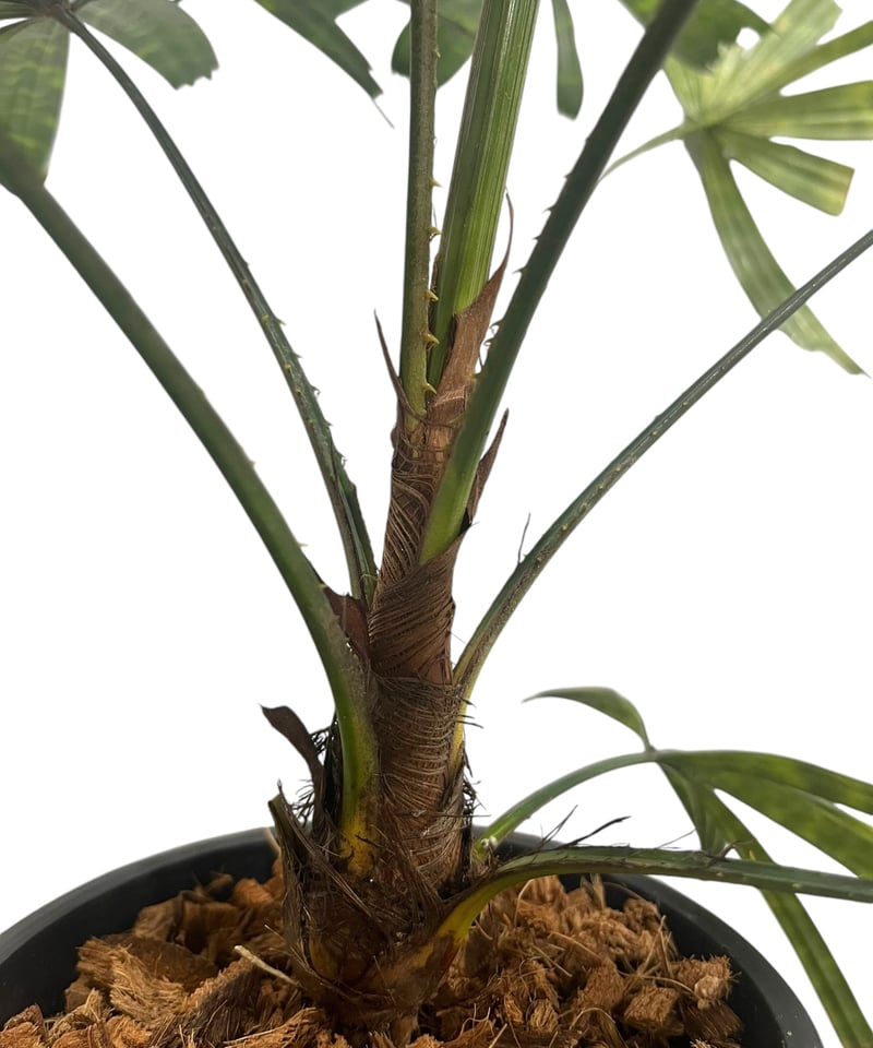 リクアラ マッタネンシス マプ 「Licuala mattanensis 'Mapu' 」18