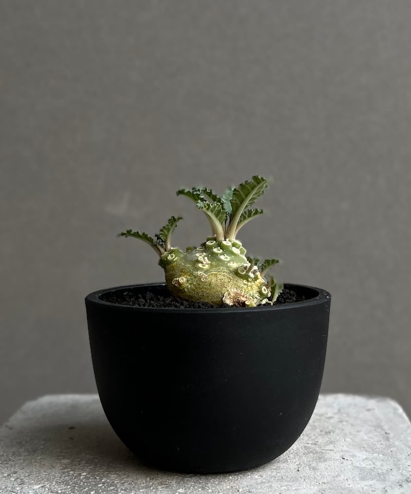 ドルステニア ラブラニー 実生苗 「Dorstenia lavrani seedling」15