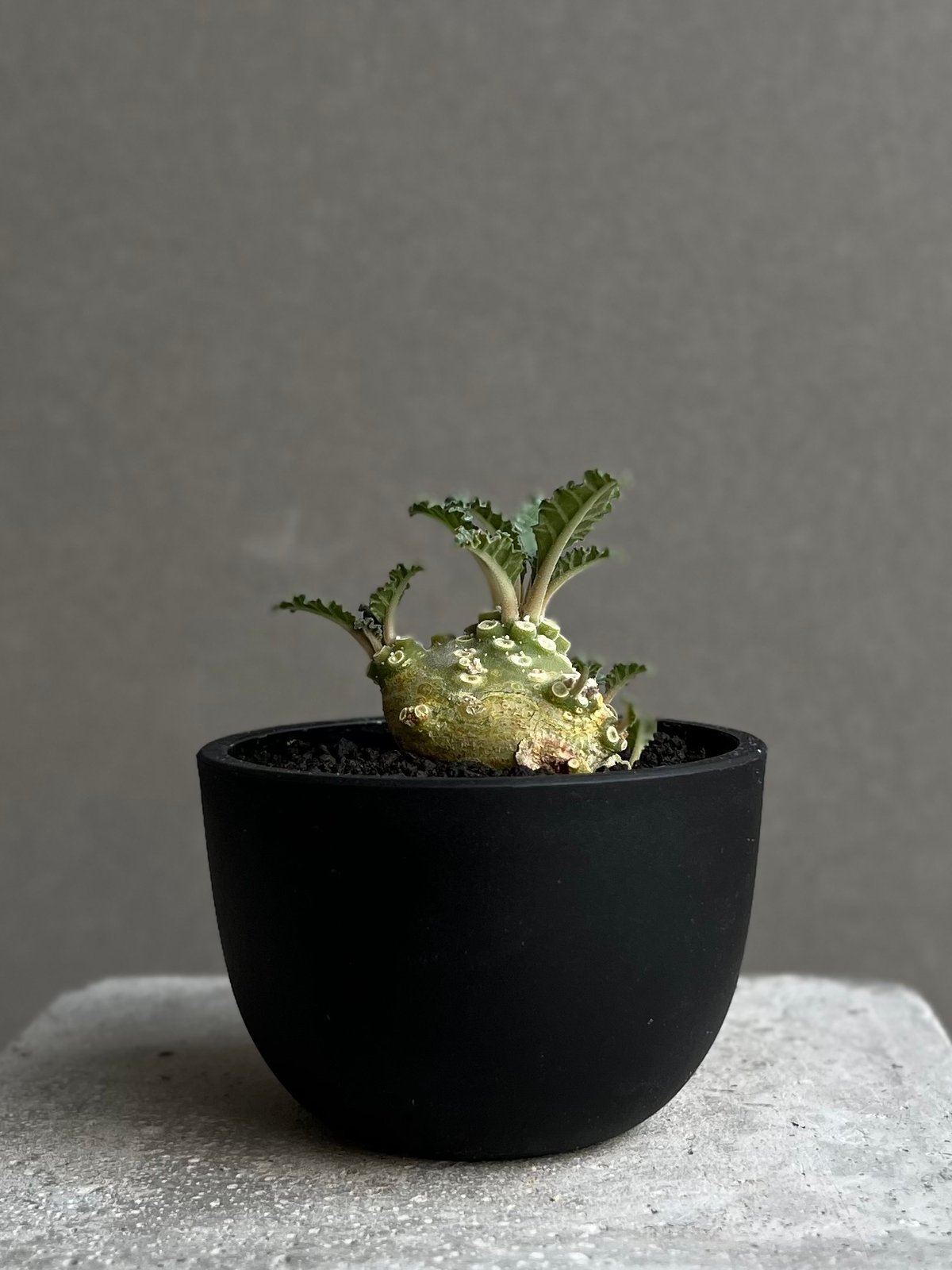 ドルステニア ラブラニー 実生苗 「Dorstenia lavrani seedling」15