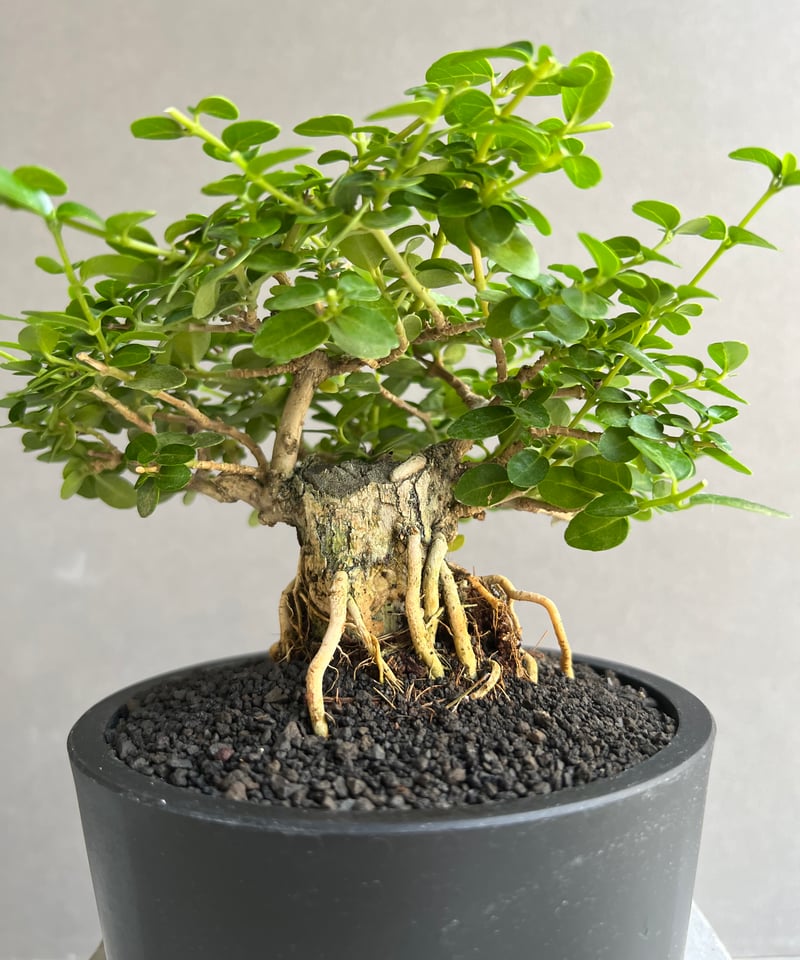 うち” 盆栽 「“UCHI” BONSAI 」69C | SHOUCHIKUEN