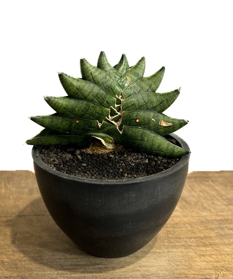 サンセベリア メタル ツイスト「Sansevieria Metal Twist (by Ad