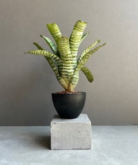 サンセベリア ブラック カラバオ 「Sansevieria Black Carabao