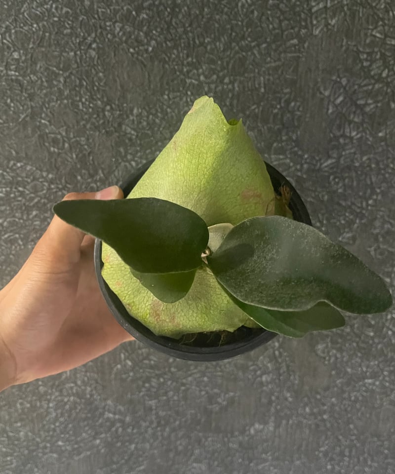 ビカクシダ ペガサス(子株)「Platycerium Pegasus (pup)」1 | SH