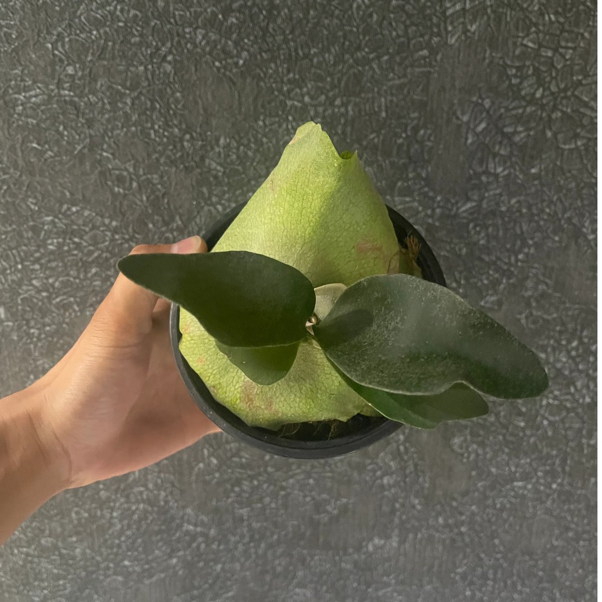 ビカクシダ ペガサス(子株)「Platycerium Pegasus (pup)」1 | SH